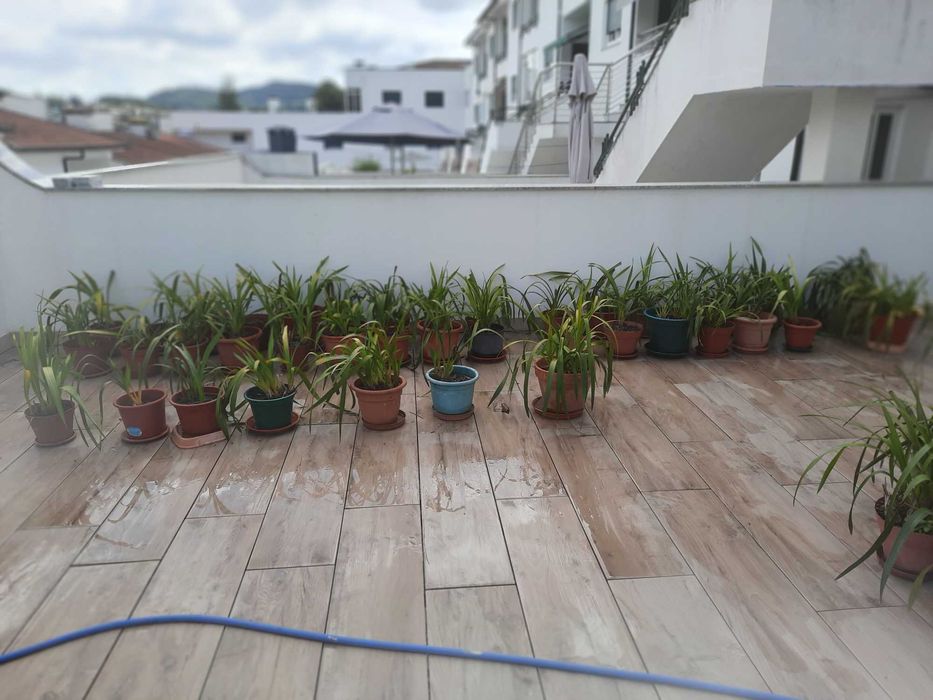Vendo 40 vasos de Orquídeas - 5 euros cada vaso (o que não paga o vaso em si)