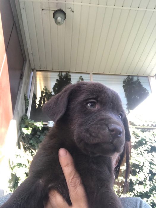 Чистокровні цуценята лабрадора 1,5 місяців