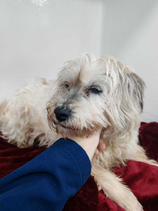 Cadela porte pequeno para adoção responsável