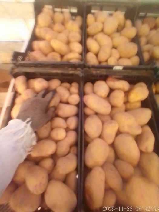 Batata Branca de qualidade em quantidades