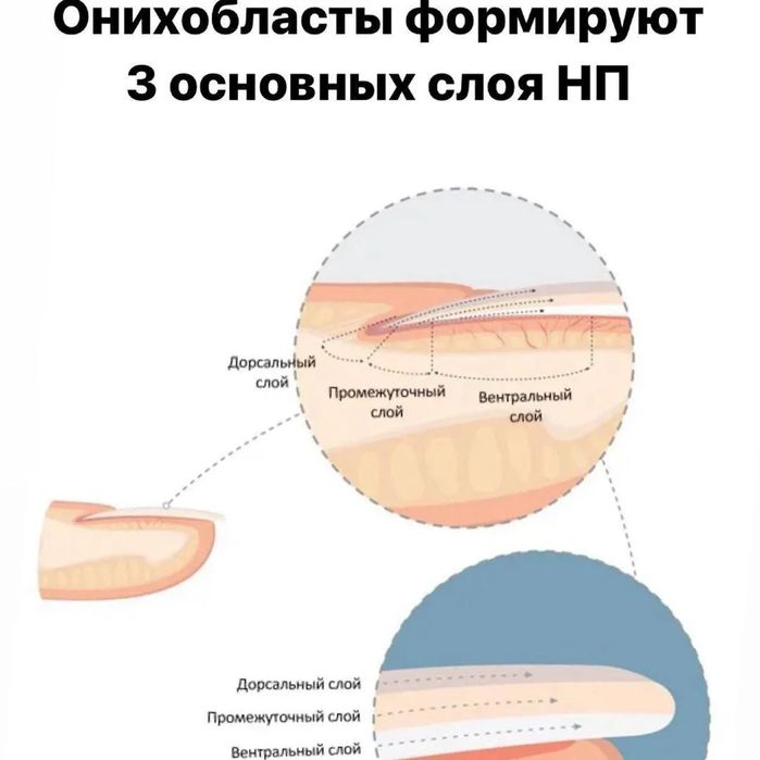 Курсы маникюра для начинающих мастеров