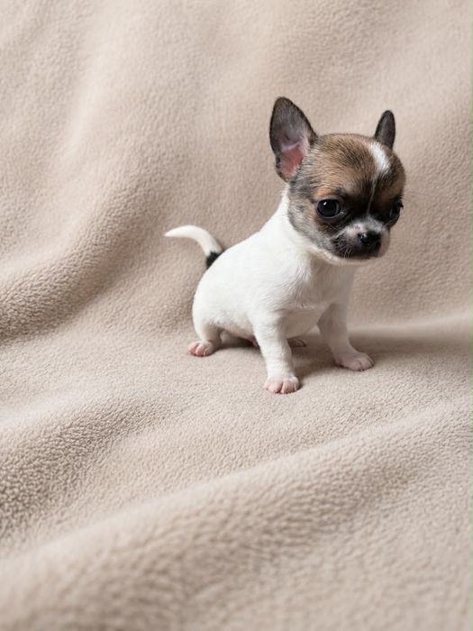 Chihuahua - Prześliczny Chłopak rodzice przebadani genetycznie