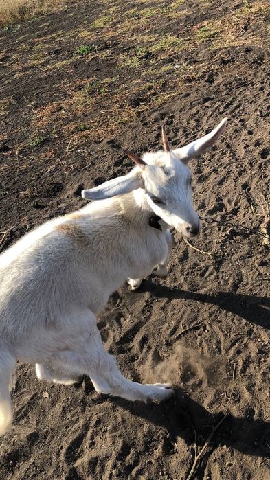 Нубийские козы молодые