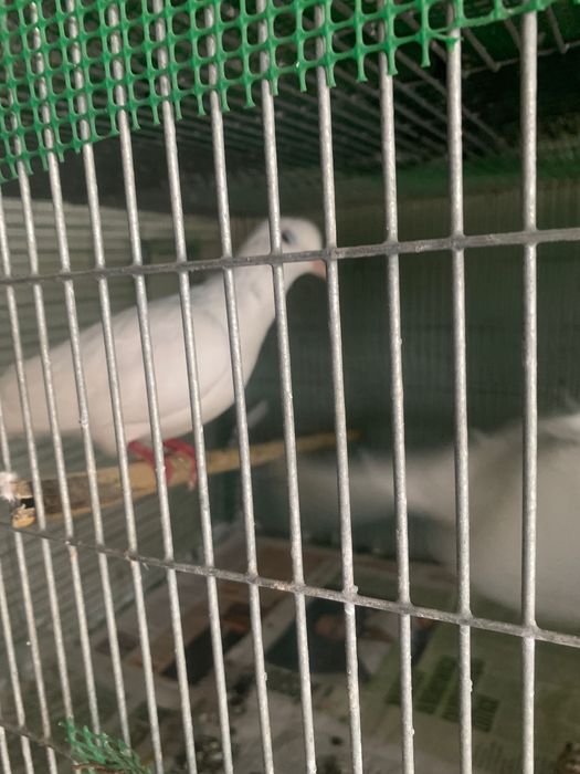 Casal de Pombos brancos