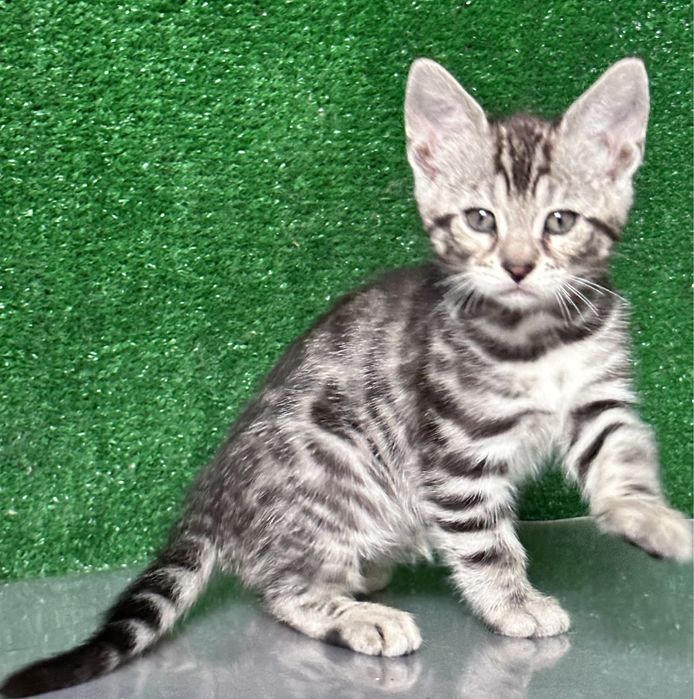 Продам девочку бенгалку