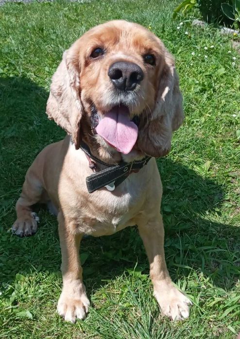 Англо-американець для в'язки