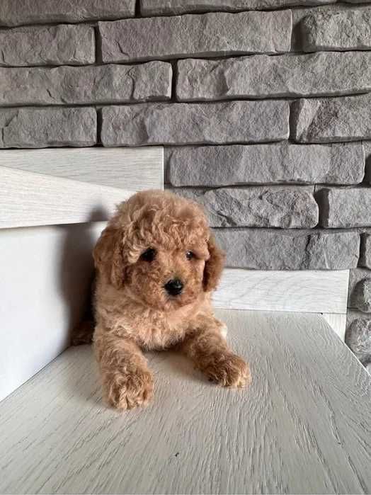 Poodle disponivel