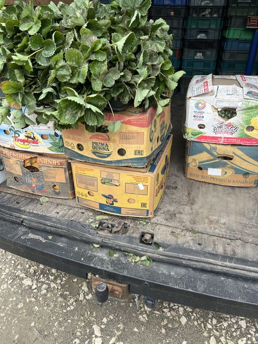 Продам саджанці малини ,полуниці різних сортів