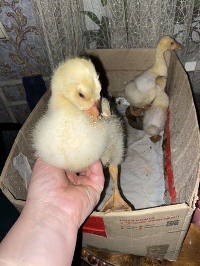 Гусиные яйца для инкубации