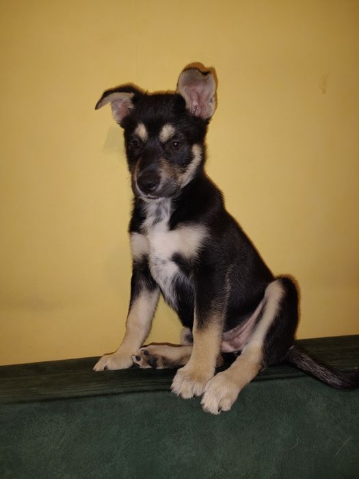 Найти семью для Дэи