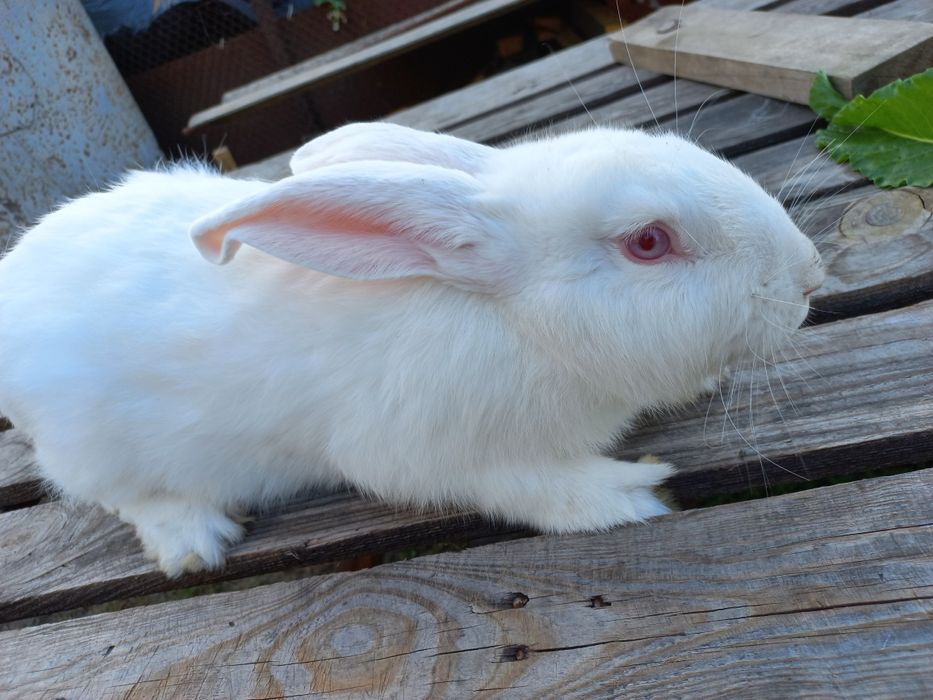 Продаються кролики