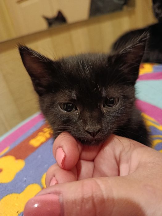 Отдам 2 месячных котят девчулек
