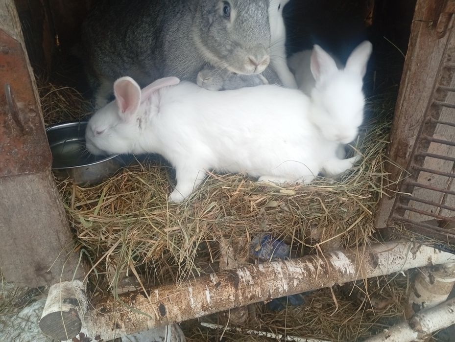 Продам молоденьких кроликів