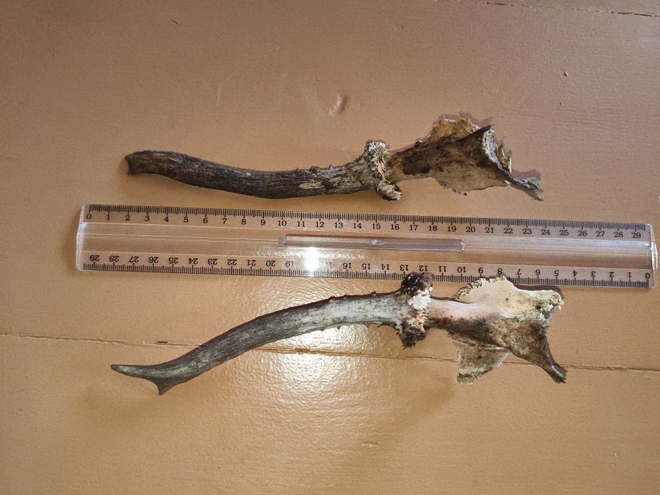 Продам рога козы