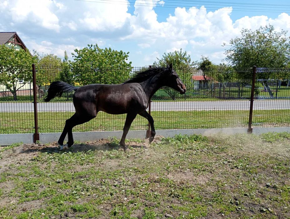 Roczny ogierek kary