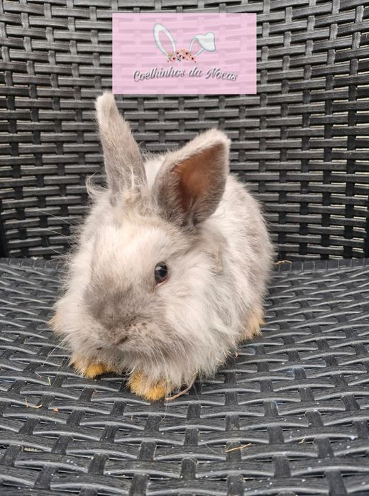 Coelhos anões mini leon head