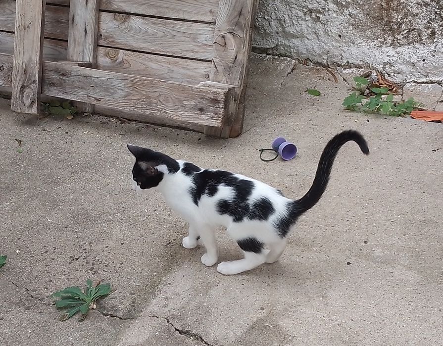 Animais para adoção