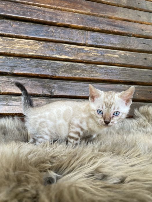 Бенгальські котики