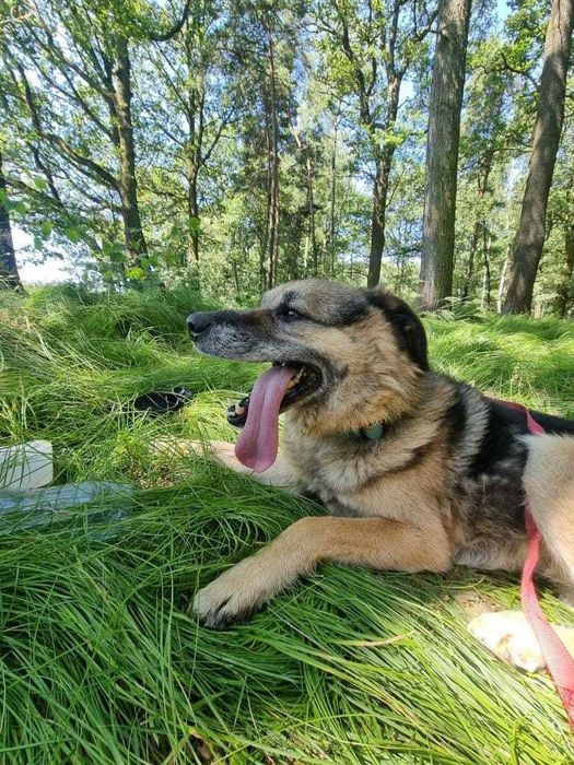 Piesek Hagi szuka wymarzonego domku