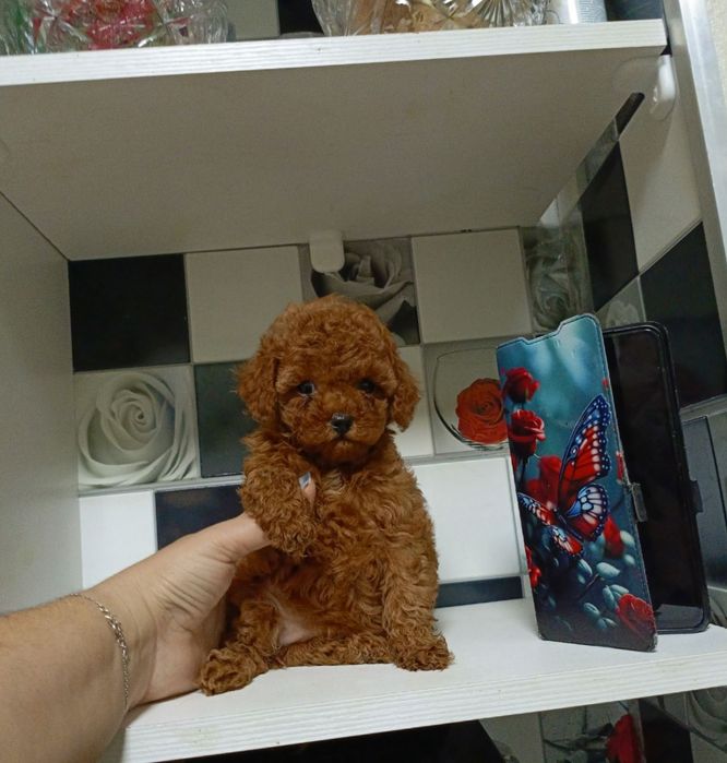 Шикарна дівчинка той пудель "