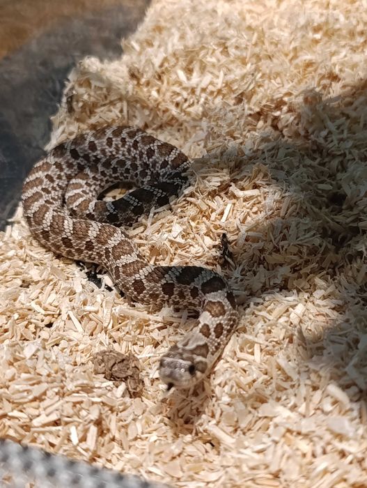 Heterodon zachodni 0.1, klucie  2024