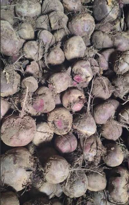 Sprzedam buraczki czerwone, buraki ćwikłowe, odpadowe, paszowe, duże