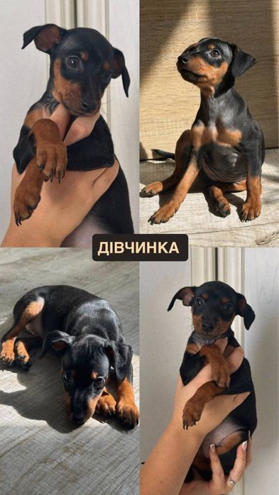 Цвергпінчер цуценята