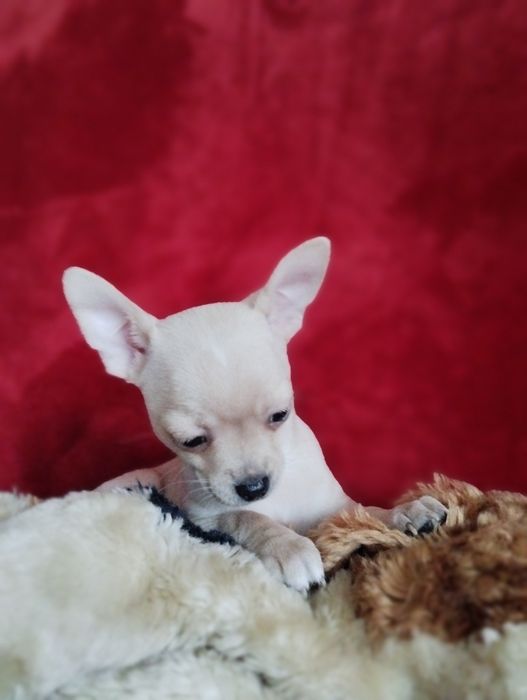 Piesek Chihuahua. Piękny, urodzony 30ego października.