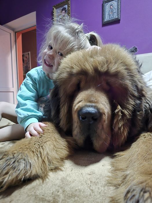 Тибетський мастиф  Чистокровний китаєць!!