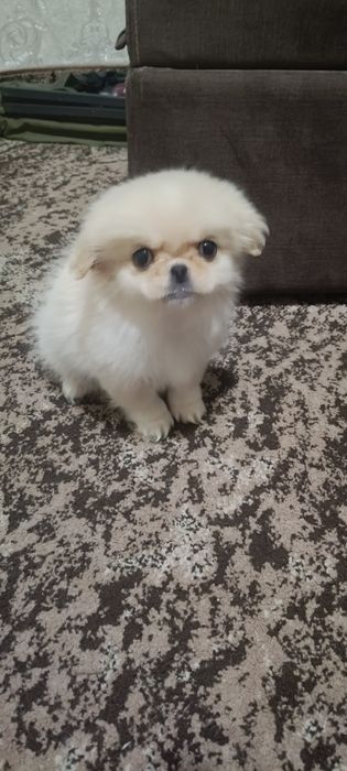 Гарненька дівчинка шукає родину