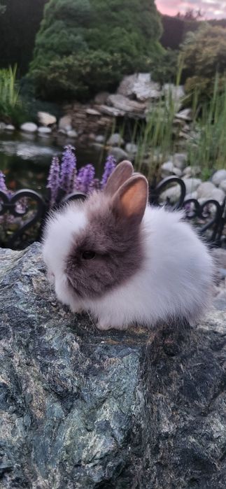 Króliczki karzełki miniaturki teddy