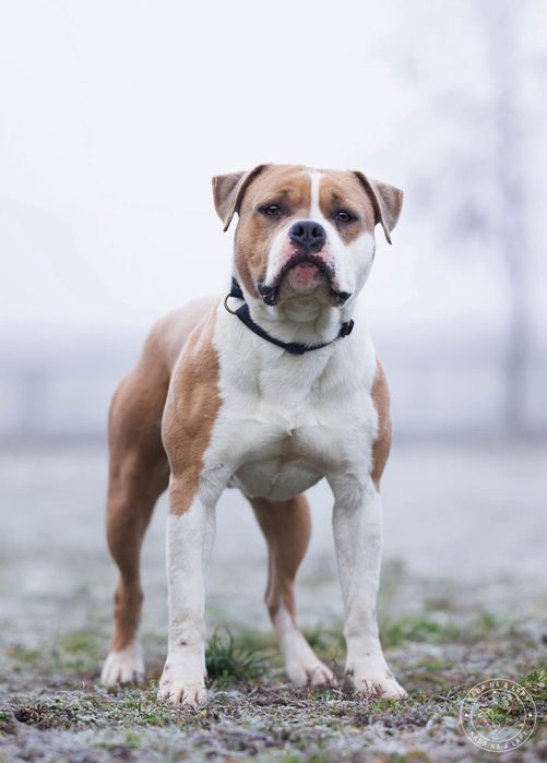 Romek do adopcji - STREFA TTB