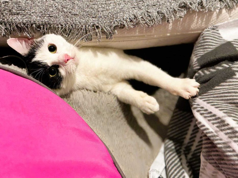 Łatka - urocza, drobna kotka do adopcji