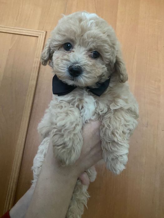 Мальтіпу ф1 хлопчик