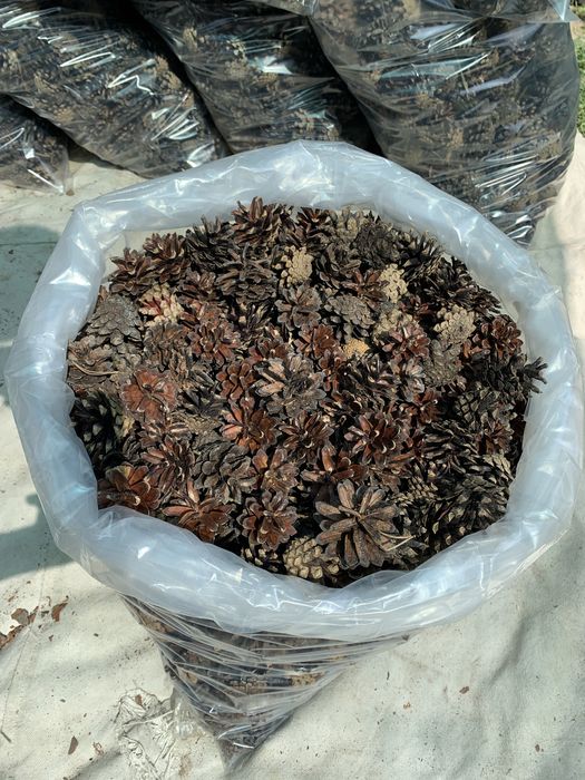 Кора соснова, мульча, соснові шишки