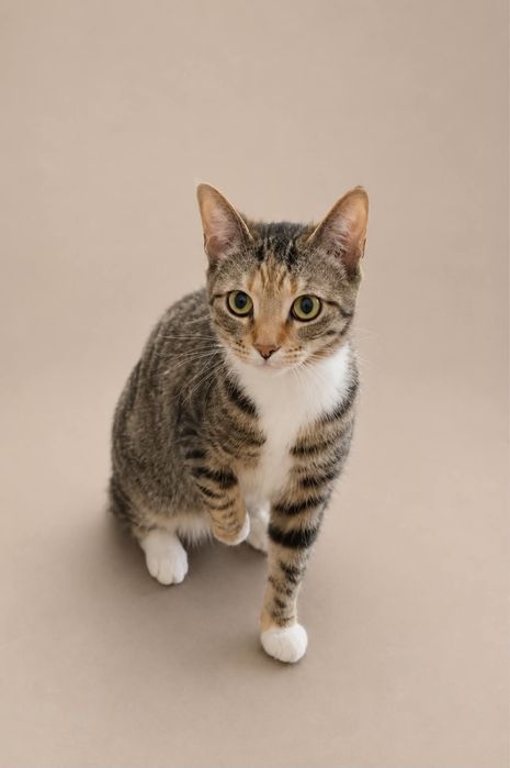 Fiona - kotka do adopcji!