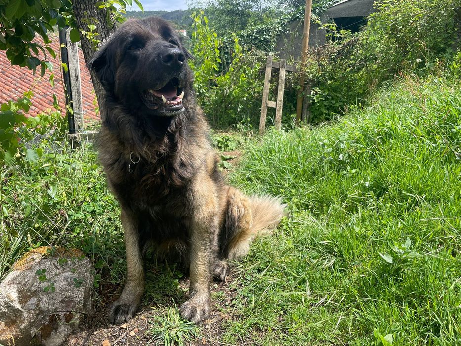 Cão para adoção (Serra da Estrela). Portuguese Shepard dog for adoption
