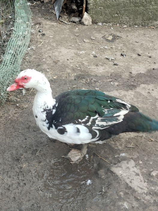 Kaczor Piżmowy piżmowki kaczki