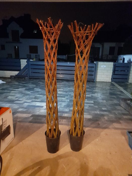 Wierzba ozdobna Salix mrozoodporna