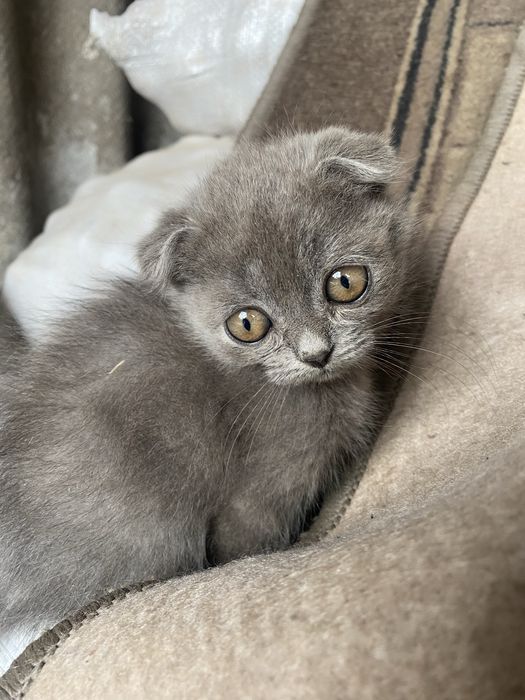 Весловухі коти безкоштовно