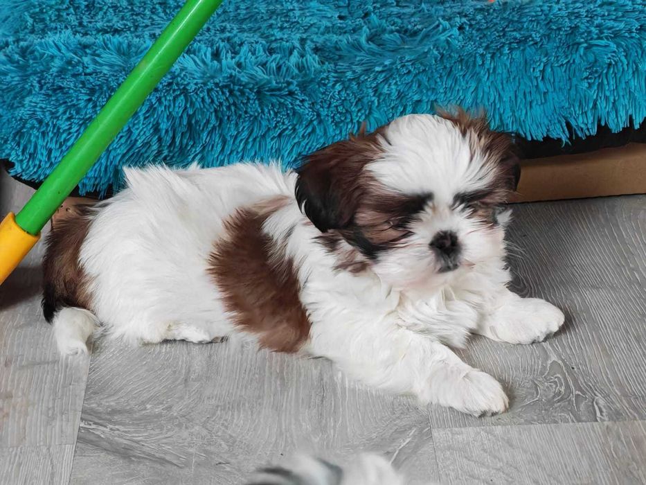 Shih Tzu 4-ro pokoleniowy rodowód (Deksi)