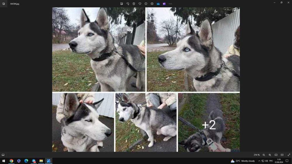 Ищет семью дом хаски мальчик кобель молодой харьков бесплатно