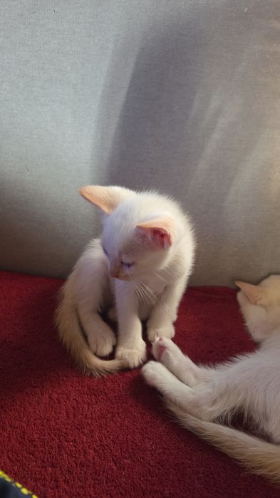 Gatos para adoção