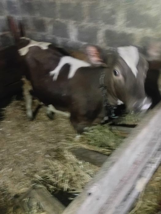 Продам Теличка Вік 5 Місяців