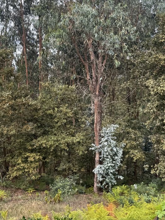 Vendo / troco terreno