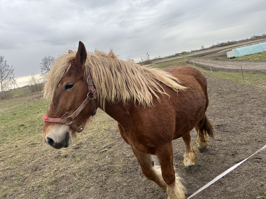 Kobyła polski koń zimnokrwisty