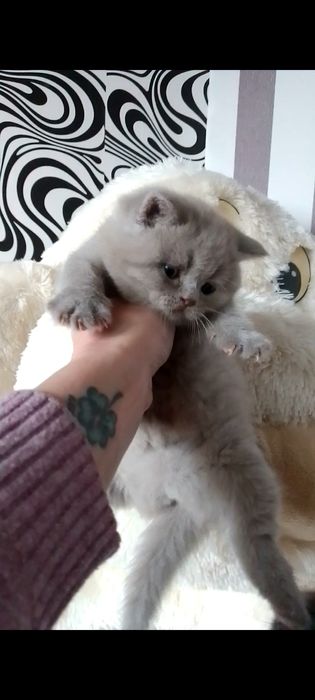 Шотландська лілова киця