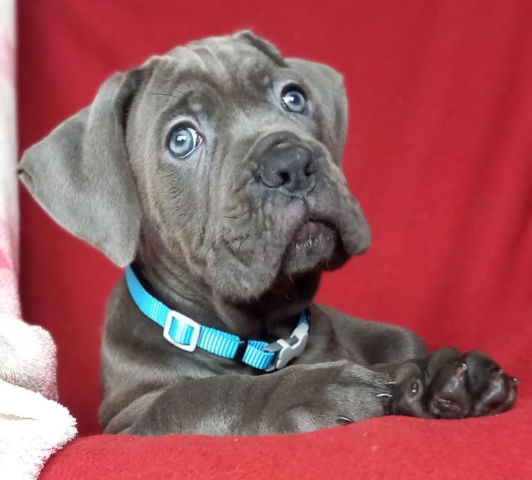 Cane Corso  sunia ARVENA