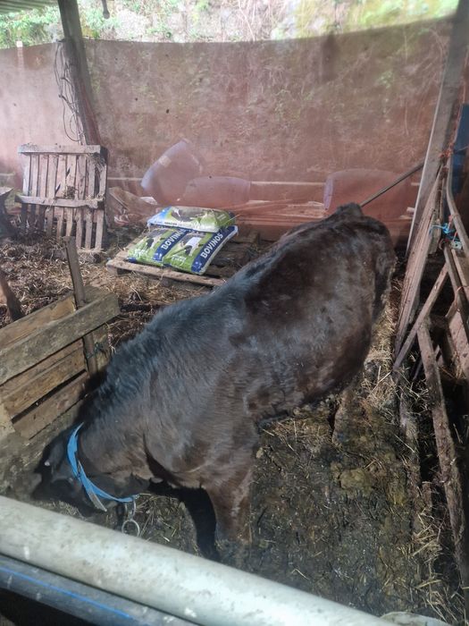 Vitelo cruzado de limusine