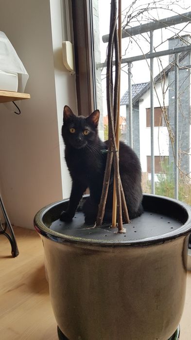 Kotka Wednesday szuka domu stałego lub tymczasowego